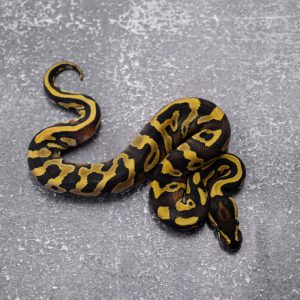 Black Head Red Gene Leopard Disco 100% TPH Candy Clown Pied