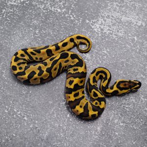 Black Head Leopard Disco 100% TPH Candy Clown Pied Poss Red Gene