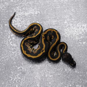 Black Head Red Gene Leopard 100% TPH Candy Clown Pied Poss Cinnamon