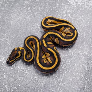 Black Head Red Gene Enchi Phantom 100% TPH Candy Clown Pied
