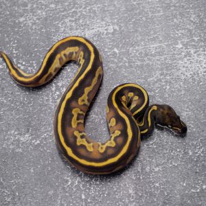 Black Head Red Gene Enchi Phantom Disco 100% TPH Candy Clown Pied