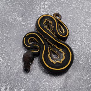 Black Head Red Gene Leopard Phantom Disco 100% TPH Candy Clown Pied Poss Enchi