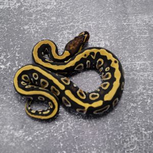 Cypress Honey YB 100% DH Hypo Clown