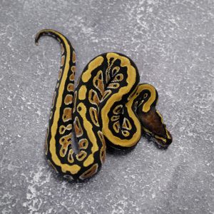 Cypress Honey 100% DH Hypo Clown