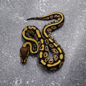 Cypress Honey  100% DH Hypo Clown Poss YB