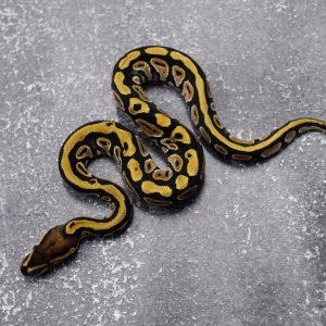 Cypress Honey 100% DH Hypo Clown