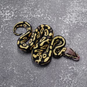 Pastel Phantom 100% DH Hypo Clown  Poss Red Stripe