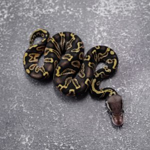 GHI Pastel Red Stripe 100% DH Hypo Clown