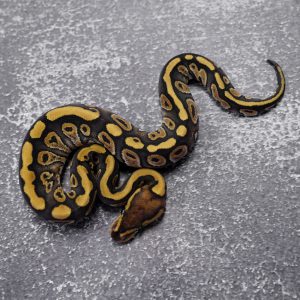 Red Stripe Phantom 100% DH Hypo Clown