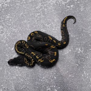 GHI Black Head 100% DH Hypo Clown  Poss Red Gene