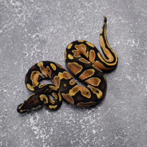 OD Black Head 100% Het Pied Poss Enchi