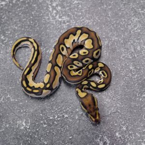 Black Head OD Lesser 100% Het Pied Poss Enchi