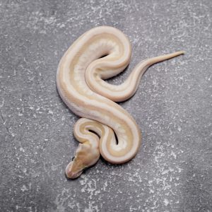 OD / Enchi Lesser Hidden Gene Woma Granite