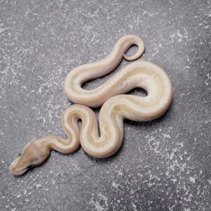 Black Head OD / Enchi Lesser Hidden Gene Woma Granite