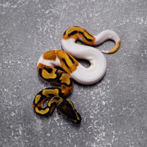 OD Pied