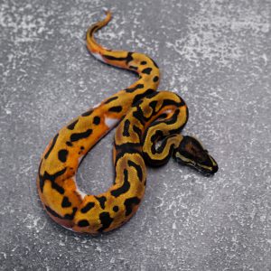 OD Black Head Pied