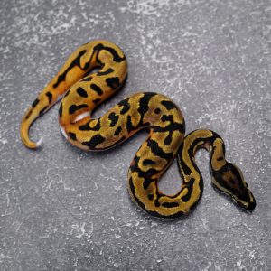 OD Black Head Pied (Shark Mouth)