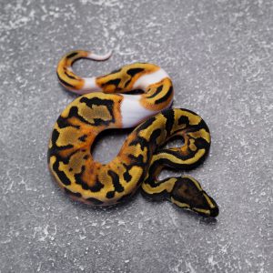 OD Black Head Pied (Shark Mouth)