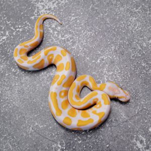 Lavender 100% Het Pied