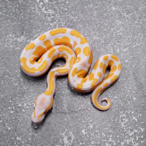 Lavender 100% Het Pied