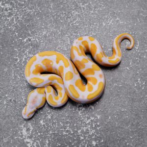 Lavender 100% Het Pied