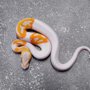 Dreamsicle