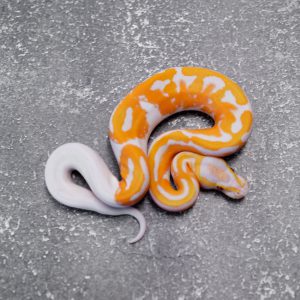 Dreamsicle