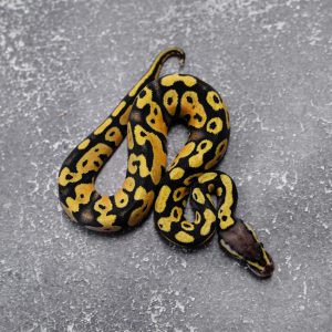 Pastel Asphalt / YB