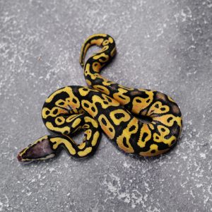 Pastel Asphalt / YB