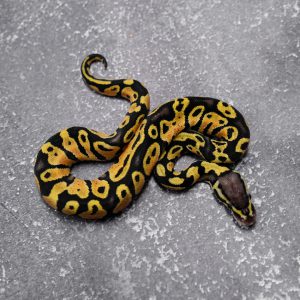Pastel Asphalt / YB