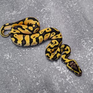 Pastel  Enchi Asphalt / YB