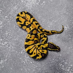 Pastel  OD / Enchi Asphalt / YB