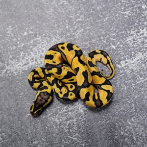 Pastel  OD / Enchi Asphalt / YB