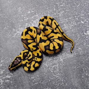 Pastel  OD / Enchi Asphalt / YB