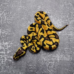 Pastel  OD / Enchi Asphalt / YB