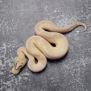 Pastel OD / Enchi Ivory