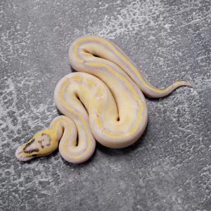 Pastel OD / Enchi Ivory