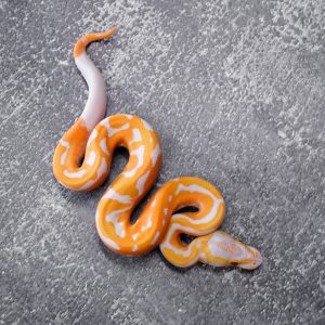 Dreamsicle