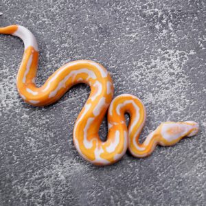Dreamsicle