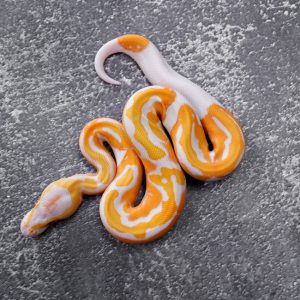 Dreamsicle