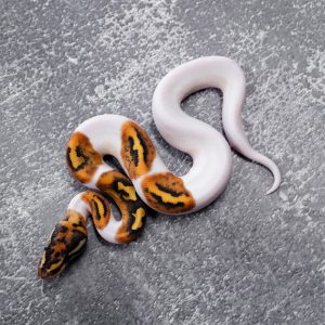 Special Pied Poss YB