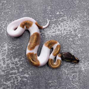 Phantom Pied Poss YB