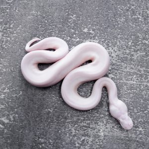 Phantom Special Pied Poss YB