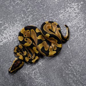 Enchi 100% Het Lavender 66% Het Pied