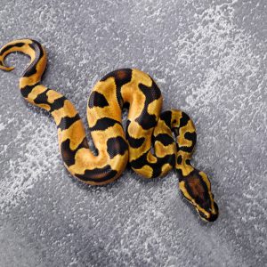 OD Enchi  100% Het Lavender 66% Het Pied (HI)