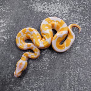 OD Lavender 66% Het Pied (HI)