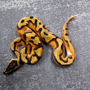 OD Enchi Pied 100% Het Lavender (HI)