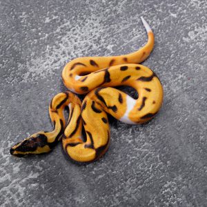OD Enchi Pied 100% Het Lavender (HI)
