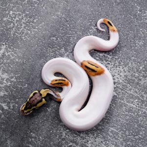 Pastel Fire Pied 100% Het Clown