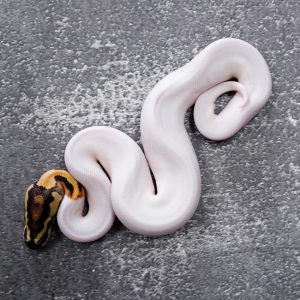 Fire Pied  100% Het Clown